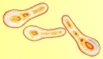 C. diptheriae