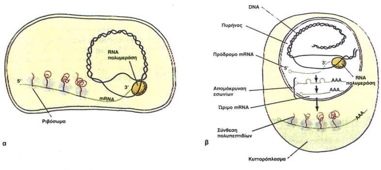 Εικόνα 2.5α, Εικόνα 2.5β