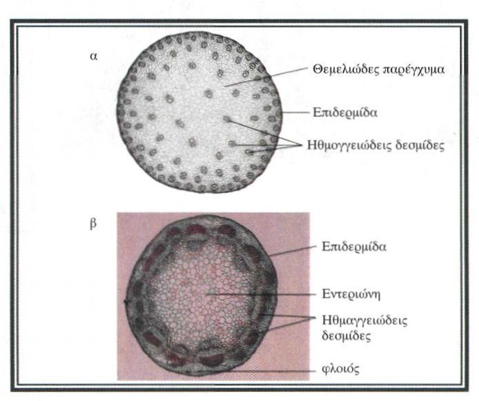 Εικόνα 4-10 Ανατομικές διαφορές μεταξύ ενός μονοκότυλου (α) και ενός δικότυλου φυτού (β)