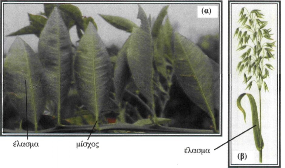 Εικόνα 4-11 Μορφολογία φύλλων (α) δικότυλου φυτού (β) μονοκότυλου φυτού