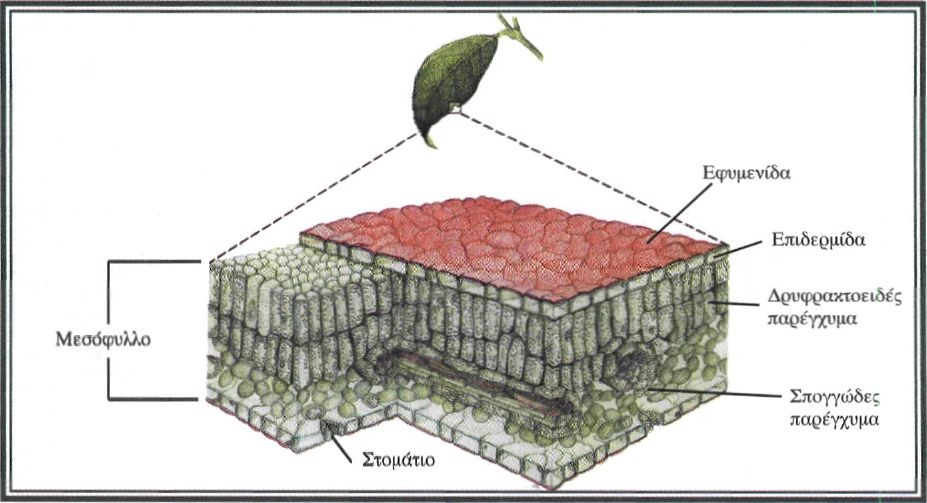 Εικόνα 4-12 Εγκάρσια τομή φύλλου