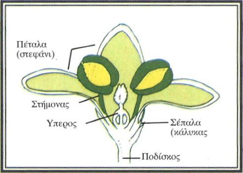 Εικόνα 4-14 Σχηματική παράσταση ενός τέλειου άνθους