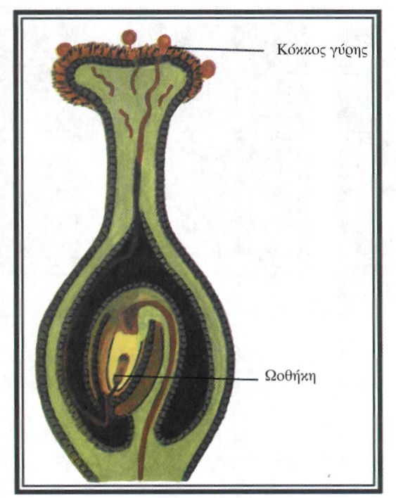 Εικόνα 4-15 Γονιμοποίηση