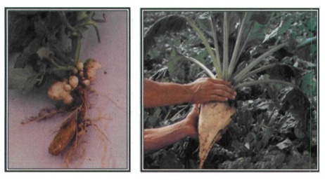 Εικόνα 4-4 Φυτά τεύτλου και πατάτας. Παρατηρούνται τα υπόγεια αποθηκευτικά όργανα που στην πραγματικότητα είναι τροποποιημένοι βλαστοί