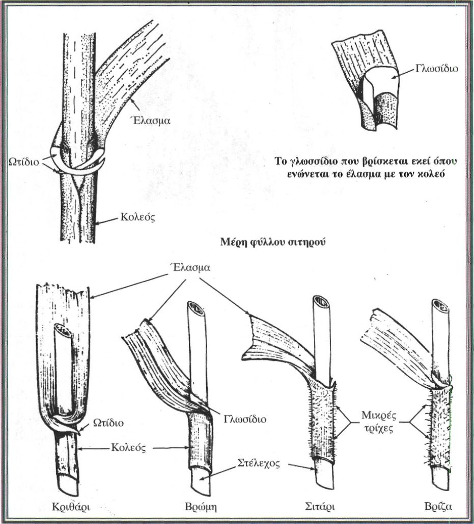 Εικόνα 4-39 Διάκριση των χειμερινών σιτηρών