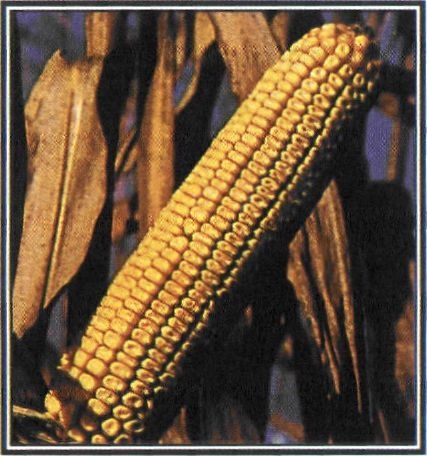 Εικόνα 4-40 Καλαμπόκι