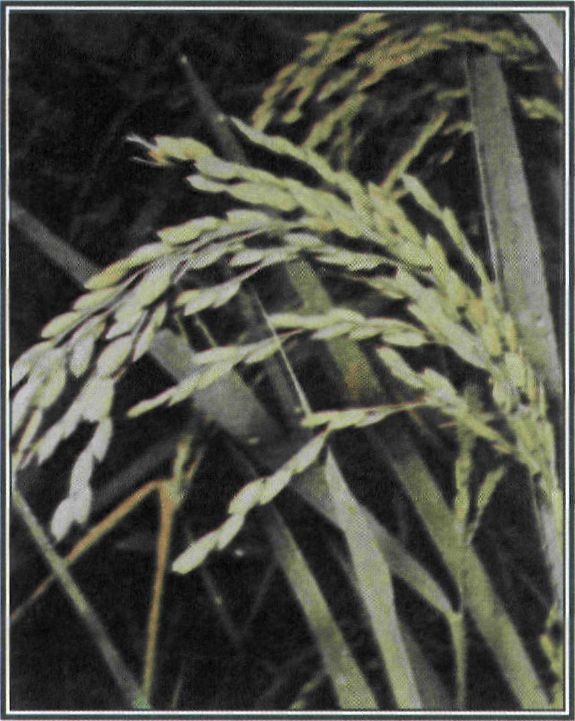 Εικόνα 4-41 Ρύζι