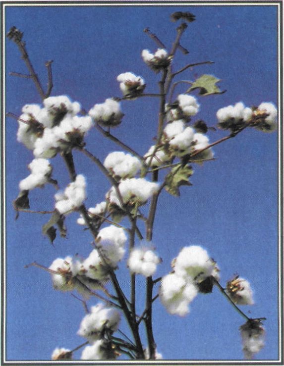 Εικόνα 4-42 Καλλιέργεια βαμβακιού