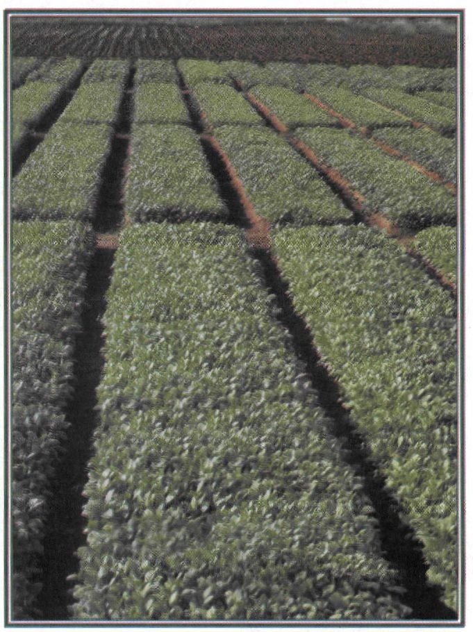 Εικόνα 4-43 Καλλιέργεια  καπνού