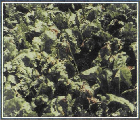 Εικόνα 4-44 Καλλιέργεια ζαχαρότευτλων