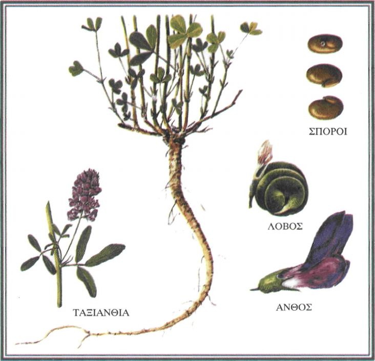 Εικόνα 4-46 Φυτό μηδικής (ψυχανθές)