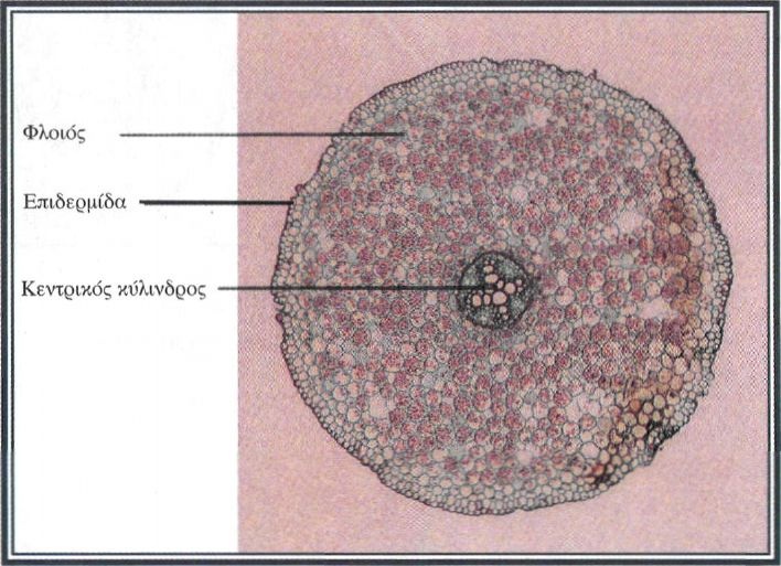 Εικόνα 4-6 Εγκάρσια τομή ρίζας δικότυλου φυτού