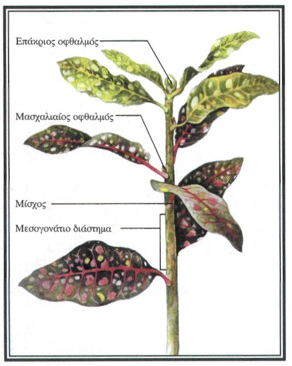 4-8 Μορφολογία του βλαστού
