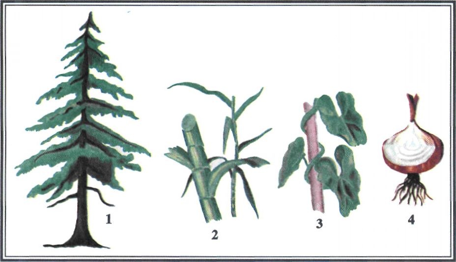 Εικόνα 4-9 Διάφορα είδη βλαστών: 1.ξυλώδης(κορμός) 2.κάλαμος 3.κληματώδης 4.βολβός