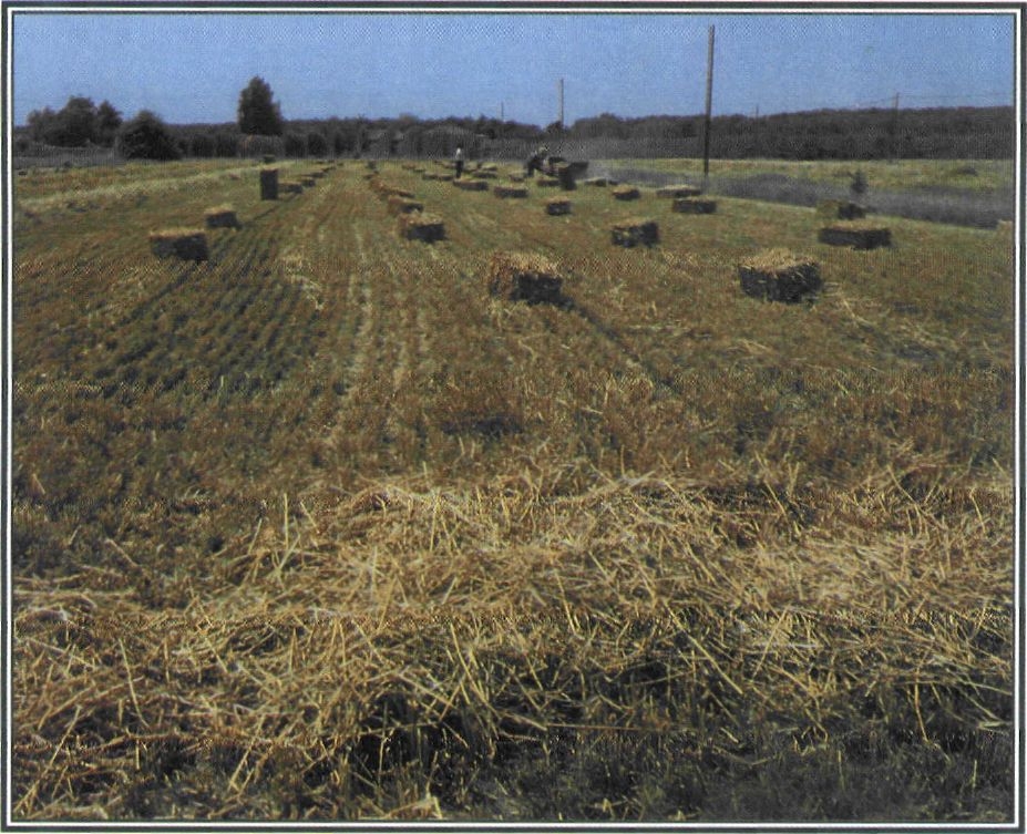 Εικόνα 5-17 Μπάλες σανού από καλαμιές σιταριού