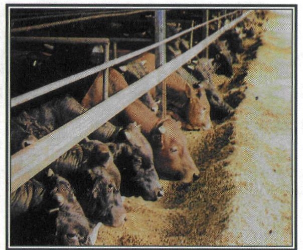 Εικόνα 5-18 Διατροφή βοοειδών με συμπυκνωμένες ζωοτροφές