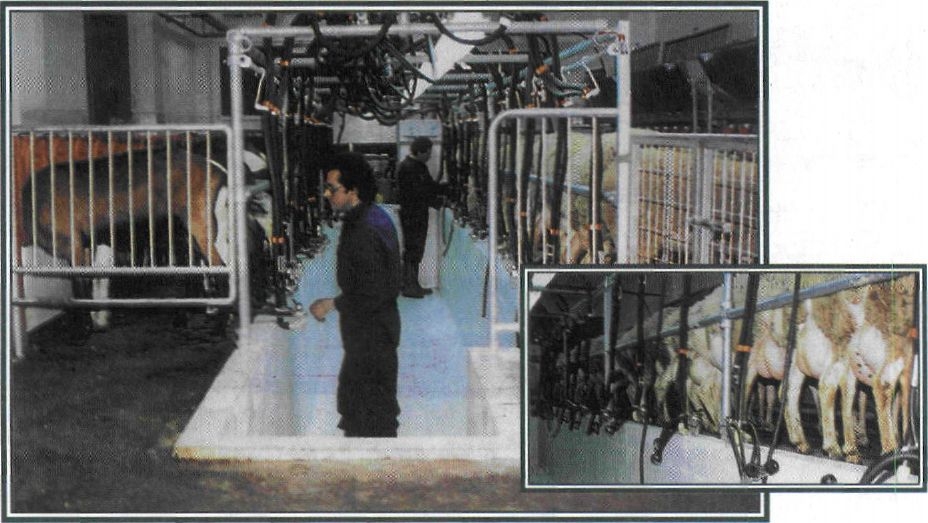 Εικόνα 5-43 Σύστημα αυτόματης άμελξης προβάτων