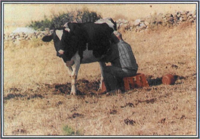 Εικόνα 3-5 Χειρωνακτικός (παραδοσιακός) τρόπος αρμέγματος