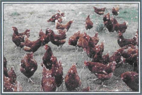 Εικόνα 5-44 Χωρική εκτροφή ορνίθων