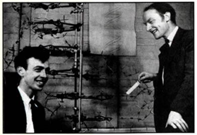 Το 1953 ο Τζέιμς Ουότσον (James Watson, γενν. το 1928) και ο Φράνσις Κρικ (Francis Crick, 1916-2004) υποστήριζαν ότι η δομή του DNA (δεσοξυριβονουκλεϊκό οξύ) έχει τη διάταξη διπλής έλικας και είναι δυνατόν να αντιγραφεί χωρίς να αλλοιωθεί. Τιμήθηκαν με το Νόμπελ Φυσιολογίας και Ιατρικής (1962).