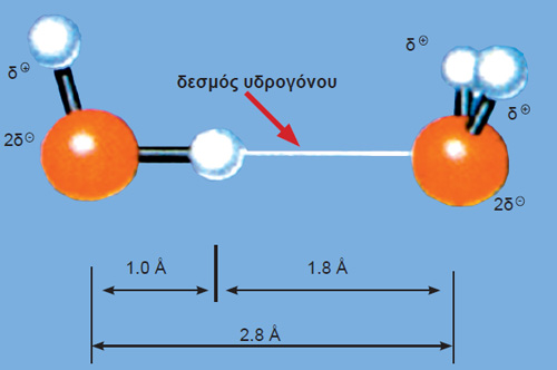 ΣΧΗΜΑ 1.4 Απεικόνιση με μοριακά μοντέλα του δεσμού Η, που αναπτύσσεται μεταξύ δύο μορίων Η2Ο.