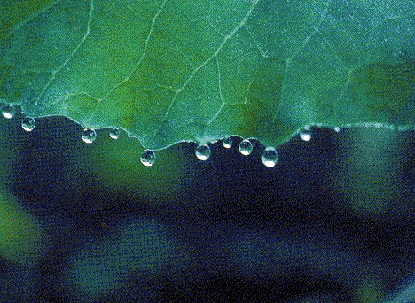 ΣΧΗΜΑ 1.9 Οι σταγόνες του νερού έχουν σφαιρικό σχήμα, λόγω της επιφανειακής τους τάσης.